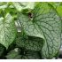 Brunnera macrophylla 'Alexander's Great' - brunera veľkolistá 'Alexander's Great'