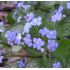 Brunnera macrophylla 'Alexander's Great' - brunera veľkolistá 'Alexander's Great'