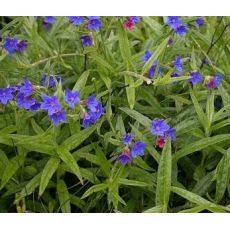 Buglossoides purpurocaerulea - kamienkovec modropurpurový (syn. Lithospermum purpurocaeruleum)