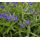 Buglossoides purpurocaerulea - kamienkovec modropurpurový (syn. Lithospermum purpurocaeruleum)