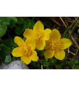 Caltha palustris - záružlie močiarne