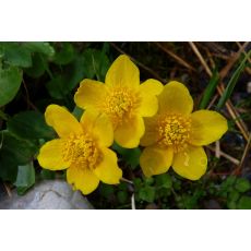 Caltha palustris - záružlie močiarne