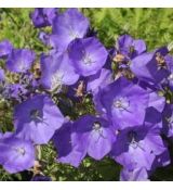 Campanula carpatica 'Pearl Blue' - zvonček karpatský 'Pearl Blue'