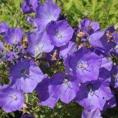 Campanula carpatica 'Pearl Blue' - zvonček karpatský 'Pearl Blue'