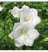 Campanula carpatica 'Pearl White' - zvonček karpatský 'Pearl White'