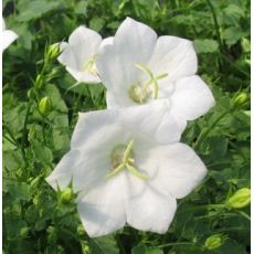 Campanula carpatica 'Pearl White' - zvonček karpatský 'Pearl White'