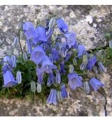 Campanula cochlearifolia 'Swinging Bells Blue'- zvonček maličký 'Swinging Bells Blue'