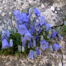 Campanula cochlearifolia 'Swinging Bells Blue'- zvonček maličký 'Swinging Bells Blue'