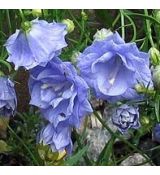 Campanula cochlearifolia 'Blaue Taube' - zvonček maličký 'Blaue Taube'