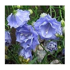 Campanula cochlearifolia 'Blaue Taube' - zvonček maličký 'Blaue Taube'