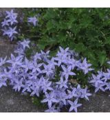 Campanula garganica 'Major' - zvonček apulský 'Major'