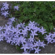 Campanula garganica 'Major' - zvonček apulský 'Major'