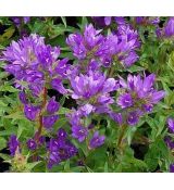 Campanula glomerata 'Acaulis' - zvonček klbkatý 'Acaulis'