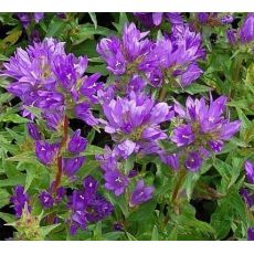Campanula glomerata 'Acaulis' - zvonček klbkatý 'Acaulis'