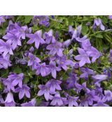 Campanula portenschlagiana 'Birch Hybrid' - zvonček skalničkový 'Birch Hybrid'