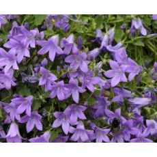 Campanula portenschlagiana 'Birch Hybrid' - zvonček skalničkový 'Birch Hybrid'