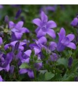 Campanula portenschlagiana 'Clockwise Deep Blue' - zvonček skalničkový 'Clockwise Deep Blue'