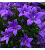 Campanula portenschlagiana 'Resholt Variety' - zvonček skalničkový 'Resholt Variety' -