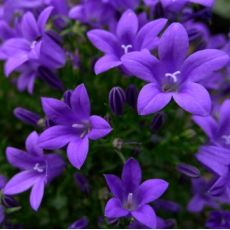 Campanula portenschlagiana 'Resholt Variety' - zvonček skalničkový 'Resholt Variety' -