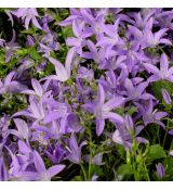 Campanula poscharskyana 'Blauranke' - zvonček dalmátsky 'Blauranke'