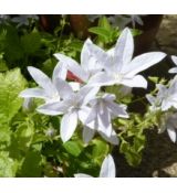 Campanula poscharskyana 'E. H. Frost' - zvonček dalmátsky 'E. H. Frost'