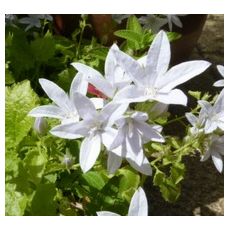 Campanula poscharskyana 'E. H. Frost' - zvonček dalmátsky 'E. H. Frost'