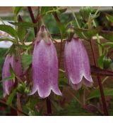 Campanula punctata - zvonček bodkovaný