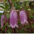 Campanula punctata - zvonček bodkovaný