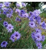 Catananche caerulea - katananka belasá