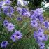 Catananche caerulea - katananka belasá