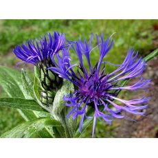 Centaurea montana - nevädza horská