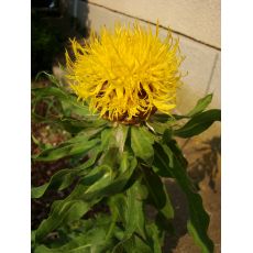 Centaurea macrocephala - nevädza veľkohlavá