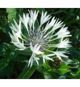 Centaurea montana 'Alba' - nevädza horská 'Alba'