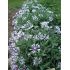 Centaurea montana 'Alba' - nevädza horská 'Alba'