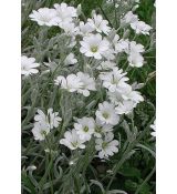 Cerastium tomentosum - rožec plstnatý