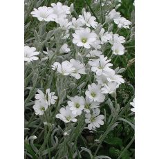 Cerastium tomentosum - rožec plstnatý