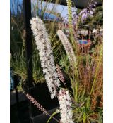 Cimicifuga simplex 'Atropurpurea' - ploštičník 'Atropurpurea' (syn. Actae simplex)