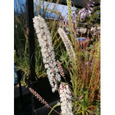 Cimicifuga simplex 'Atropurpurea' - ploštičník 'Atropurpurea' (syn. Actae simplex)