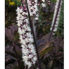Cimicifuga simplex 'Black Negligee' - ploštičník 'Black Negligee' (syn. Actae simplex 'Black Negligee')