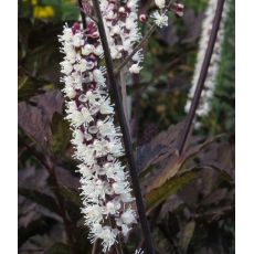 Cimicifuga simplex 'Black Negligee' - ploštičník 'Black Negligee' (syn. Actae simplex 'Black Negligee')