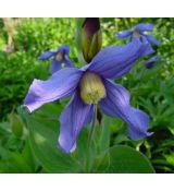 Clematis integrifolia - plamienok celistvolistý