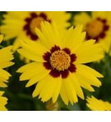 Coreopsis grandiflora 'SunKiss' - kráska veľkokvetá 'SunKiss'
