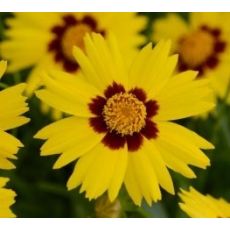 Coreopsis grandiflora 'SunKiss' - kráska veľkokvetá 'SunKiss'