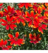 Coreopsis 'Ladybird' - kráska 'Ladybird'