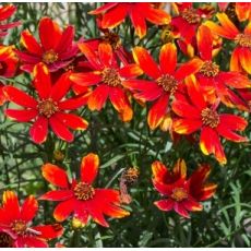 Coreopsis 'Ladybird' - kráska 'Ladybird'