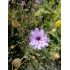 Catananche caerulea - katananka belasá