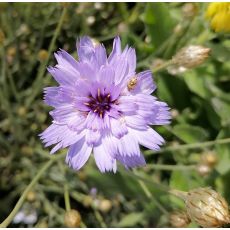 Catananche caerulea - katananka belasá