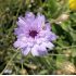 Catananche caerulea - katananka belasá