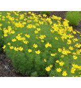 Coreopsis verticillata 'Zagreb' - kráska praslenová 'Zagreb'