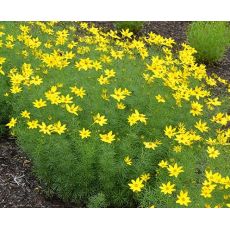 Coreopsis verticillata 'Zagreb' - kráska praslenová 'Zagreb'